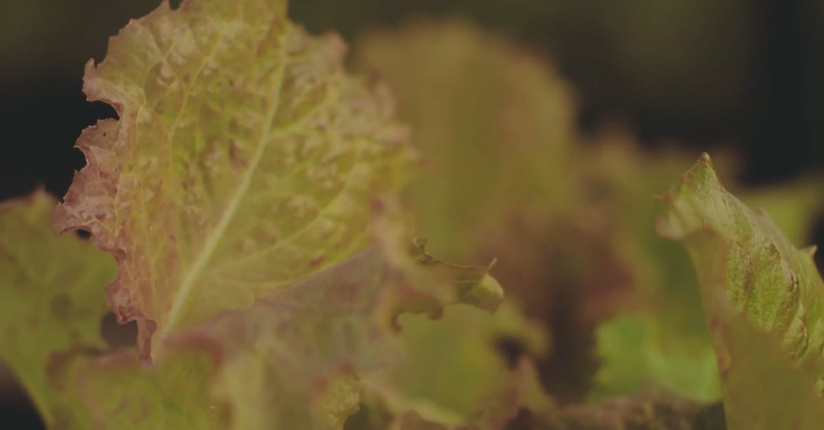 1494272|黄色的生菜蔬菜特写实拍CC0视频素材插图