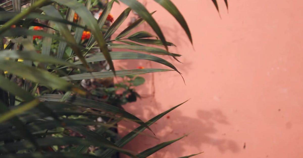 3530392|植物园的棕榈树叶实拍CC0视频素材插图