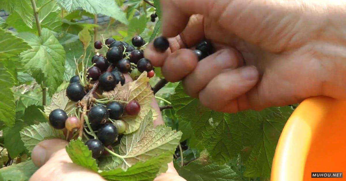 1277186|女人采摘野生浆果黑莓CC0视频素材