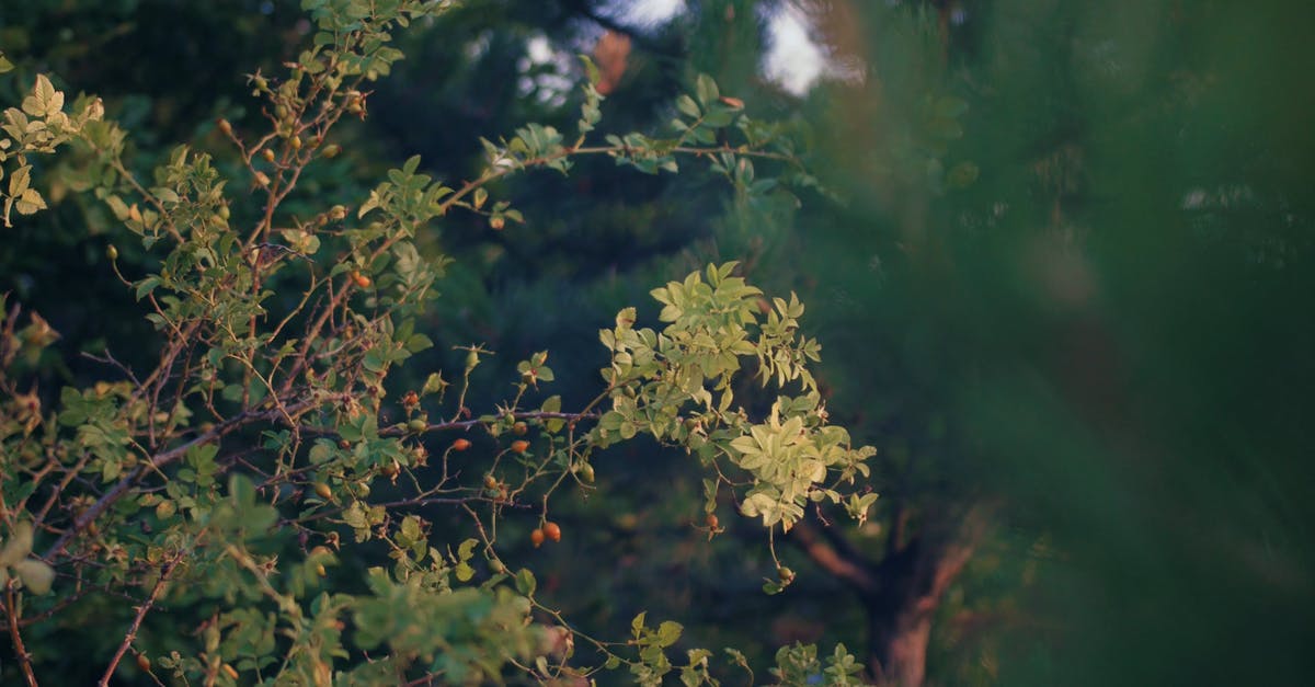 2790323|俯拍森林的树枝春天场景4K视频素材插图