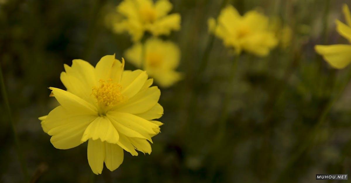856502|园林中的黄色菊花农场CC0视频素材插图