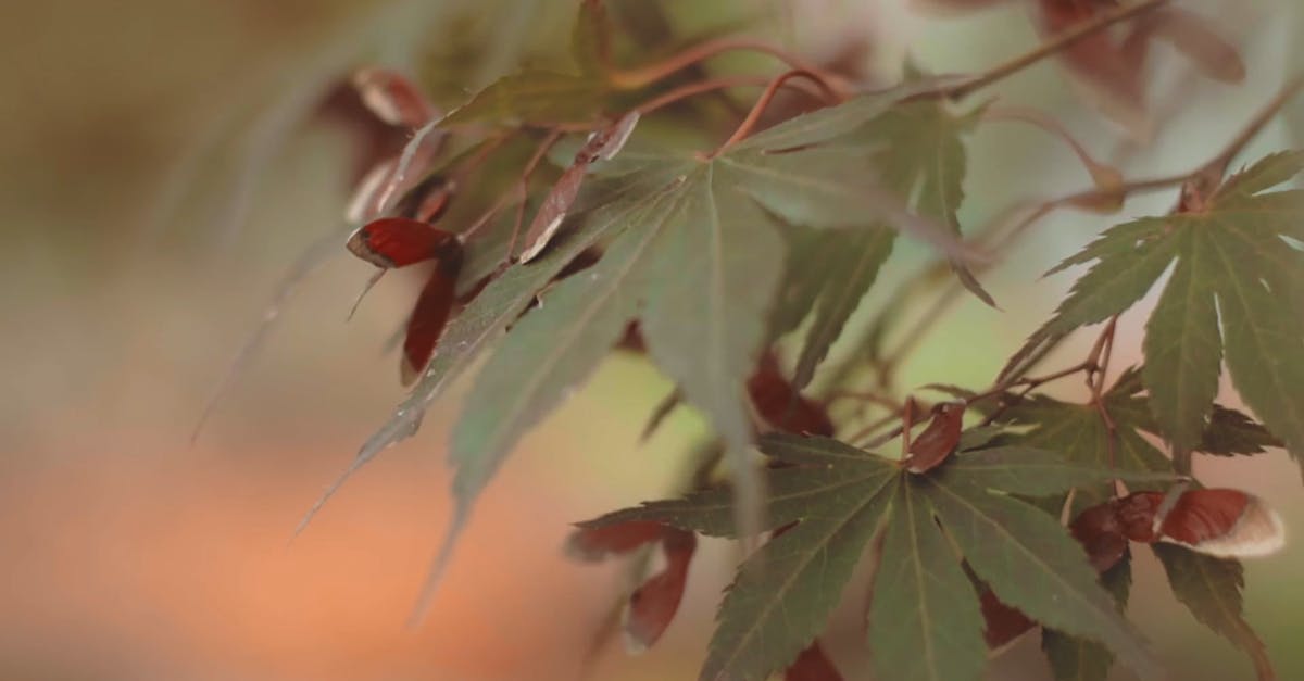 1494306|深秋的枫叶红叶实拍特写素材