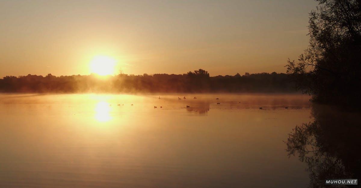 3151452|天鹅, 太阳日落美丽的湖边景色4KCC0视频素材插图