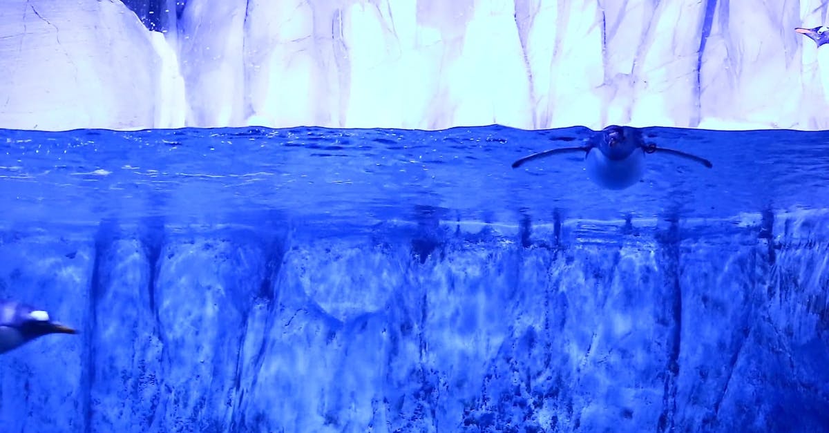 3147100|水族馆的冰箱和企鹅实拍CC0视频素材插图