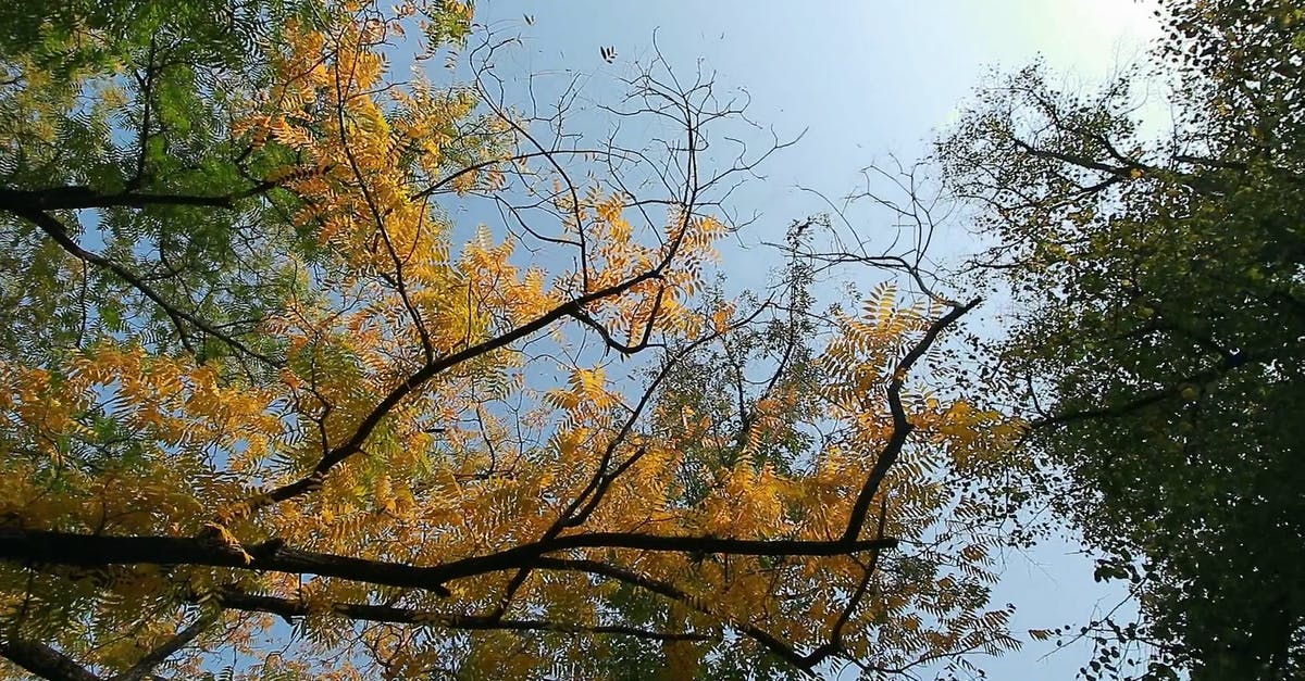3150598|乔治亚州森林的天空仰拍CC0视频素材插图