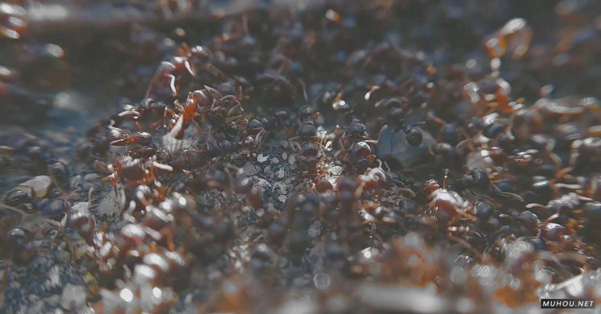 2462305|徒弟上的红蚂蚁昆虫繁殖地CC0视频素材