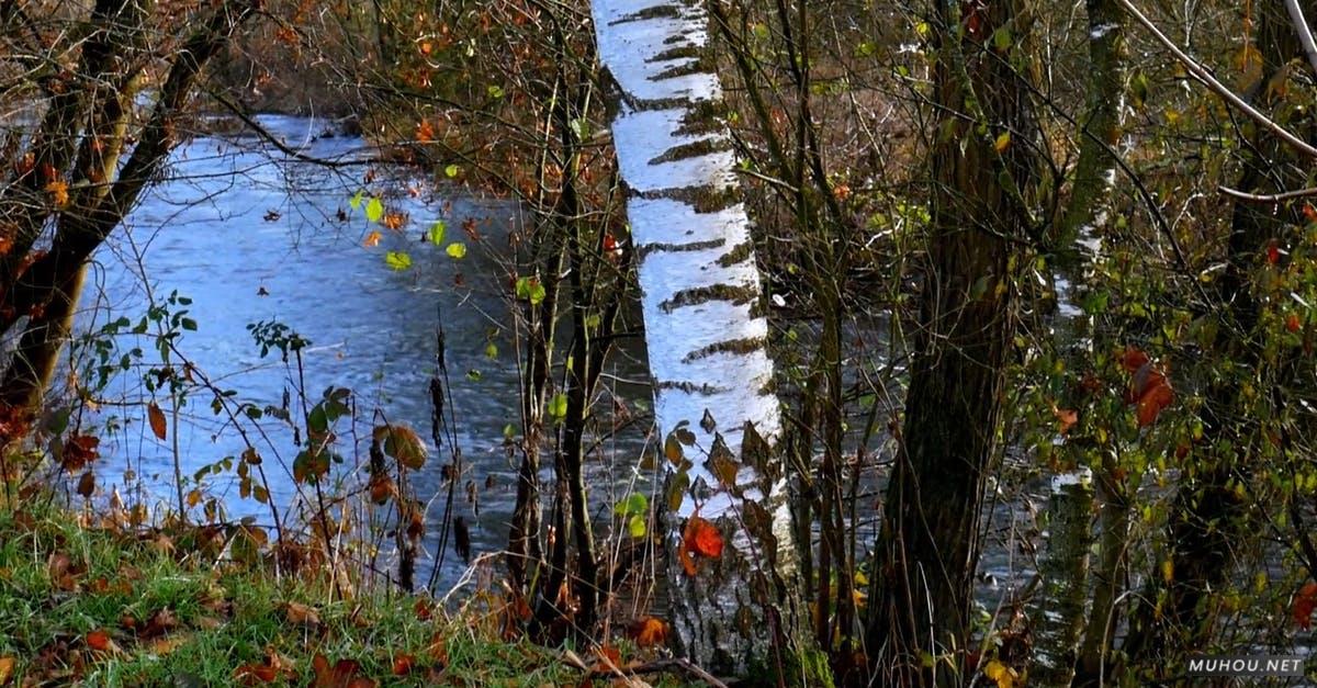 3627119|河边的白桦树秋季的森林CC0视频素材插图