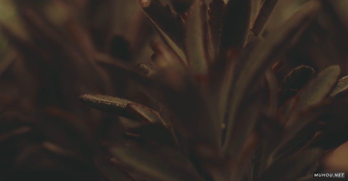 1575767|仙人掌, 多肉植物微距拍摄CC0视频素材插图