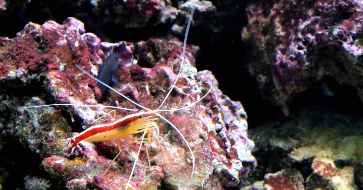 855468|水下海底的珊瑚和虾CC0视频素材插图