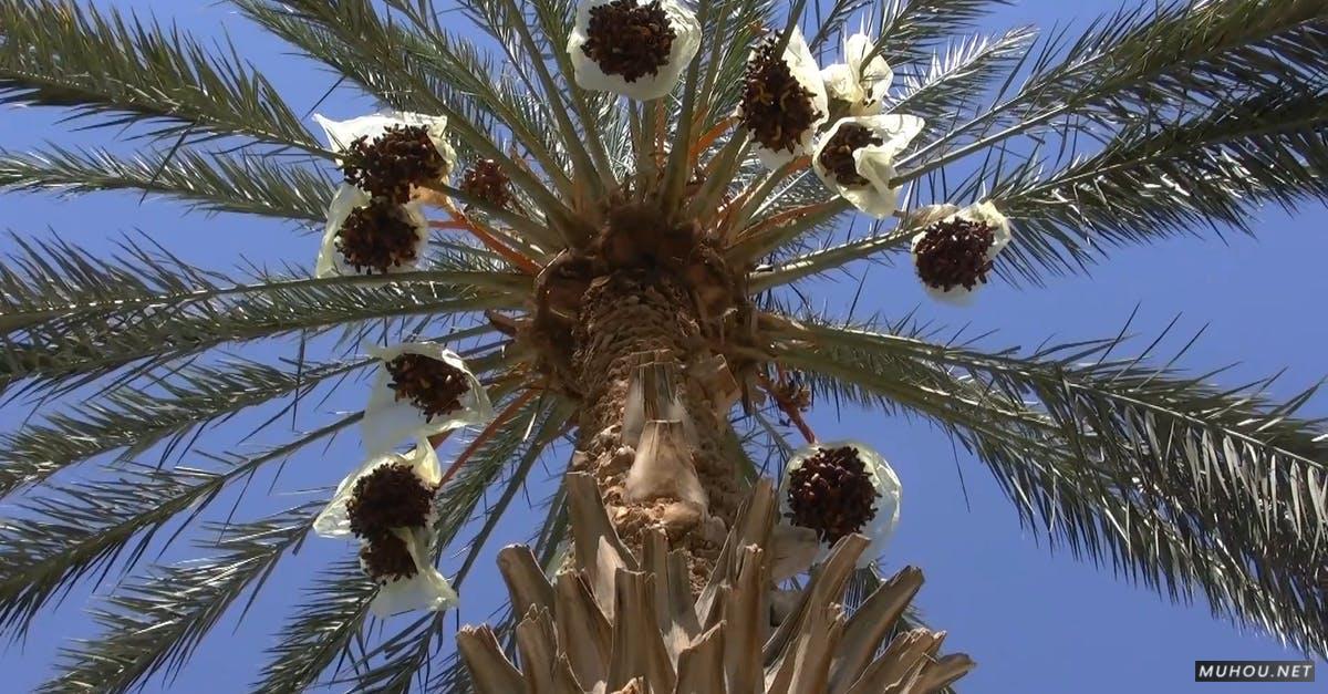 855683|有关低角度拍摄棕榈树的果实CC0视频素材插图