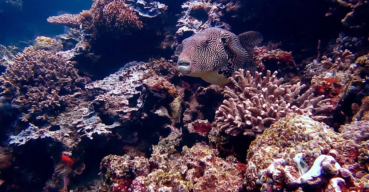 1151269|海底世界水下的动物珊瑚鱼CC0视频素材