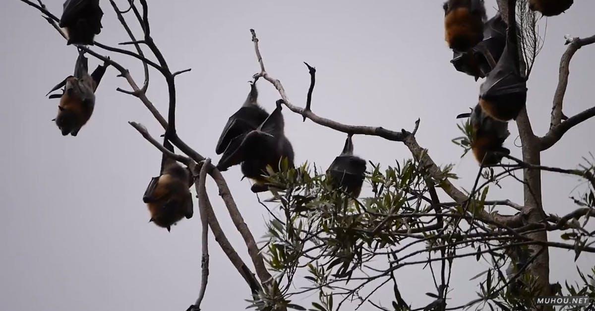 857188|树上悬挂的蝙蝠动物CC0视频素材