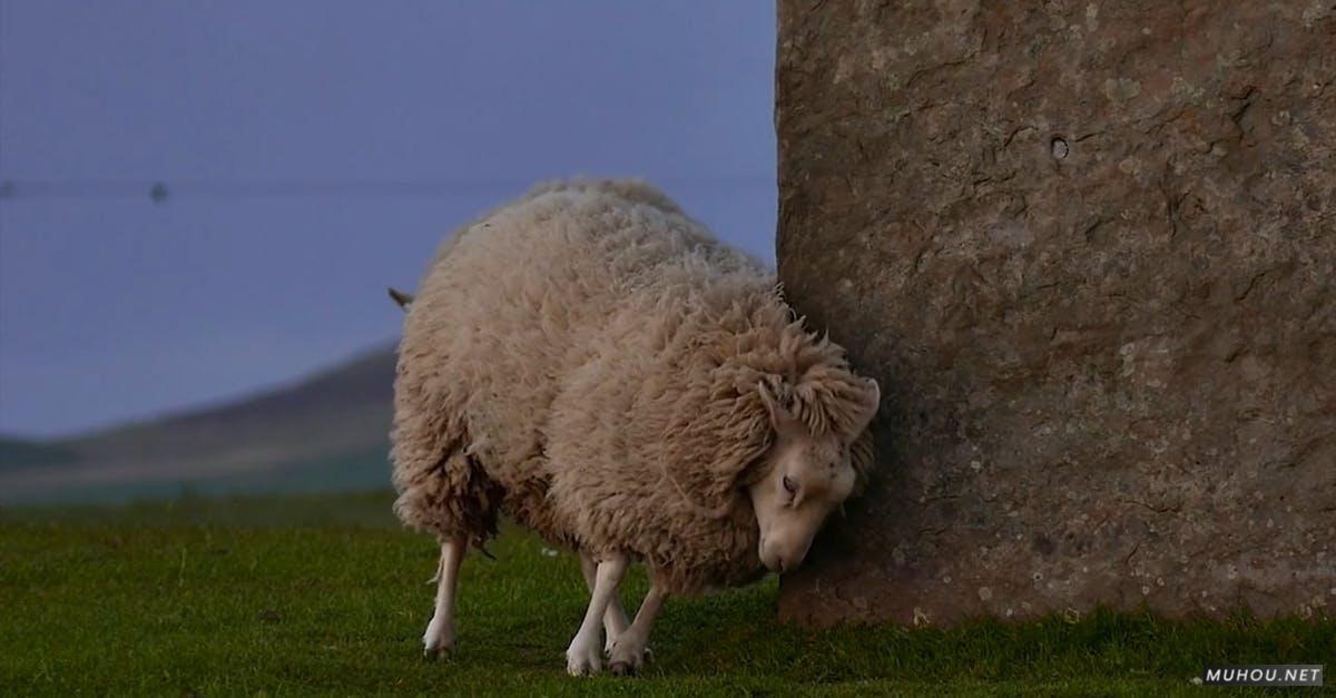 857178|有关动物, 卵石, 哺乳动物山羊羊羔HDCC0视频素材插图