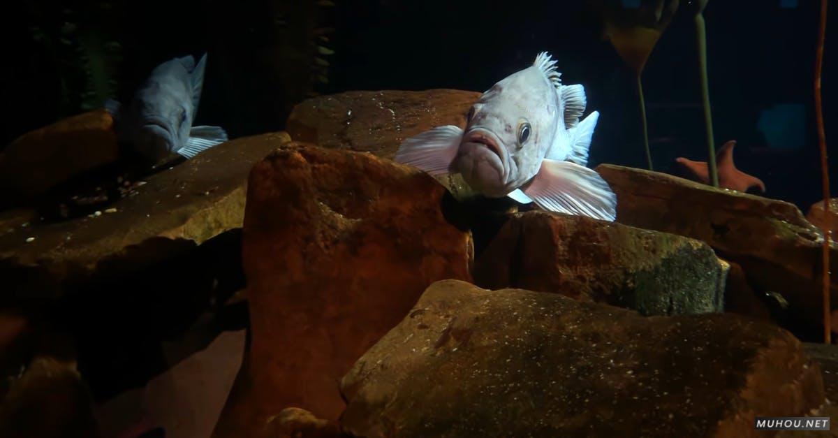 2250207|水底的石头和鱼类4KCC0视频素材插图
