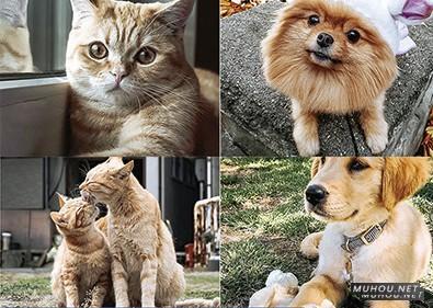 Luts调色预设：26+可爱宠物猫咪狗动物风格视频调色滤镜（LR-PR-AE-PS-FCPX-达芬奇）