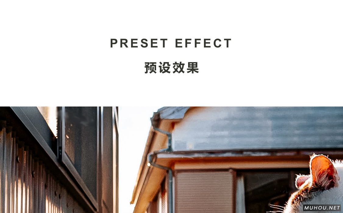 Luts调色预设：26+可爱宠物猫咪狗动物风格视频调色滤镜（LR-PR-AE-PS-FCPX-达芬奇）