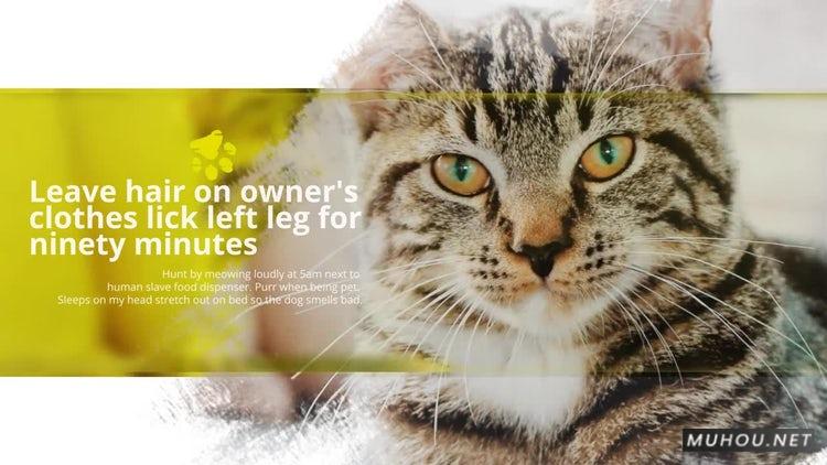 PR模板|美丽宠物动物幻灯片视频包装模板#Beautiful Pets Slideshow插图