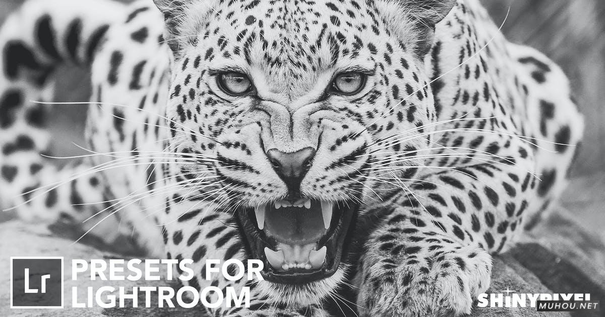 LR预设-专业黑白单色效果调色预设20套（哑光黑白，高对比度黑白等） Monochromatic Vol. 1 - 20 Lightroom Presets插图