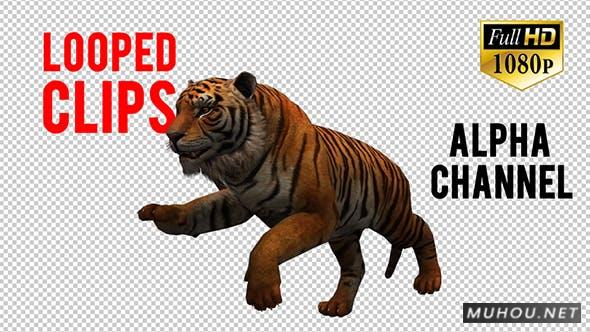 三维动画老虎姿态视频元素 带透明通道 Tiger 5插图