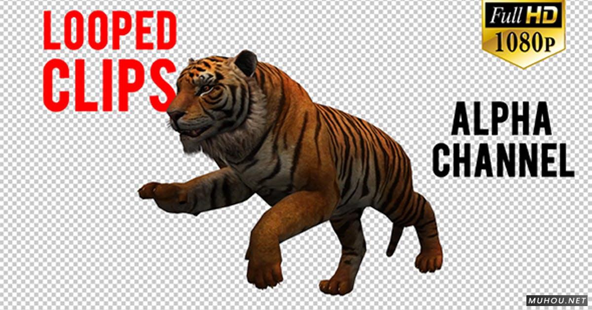 三维动画老虎姿态视频元素 带透明通道 Tiger 5