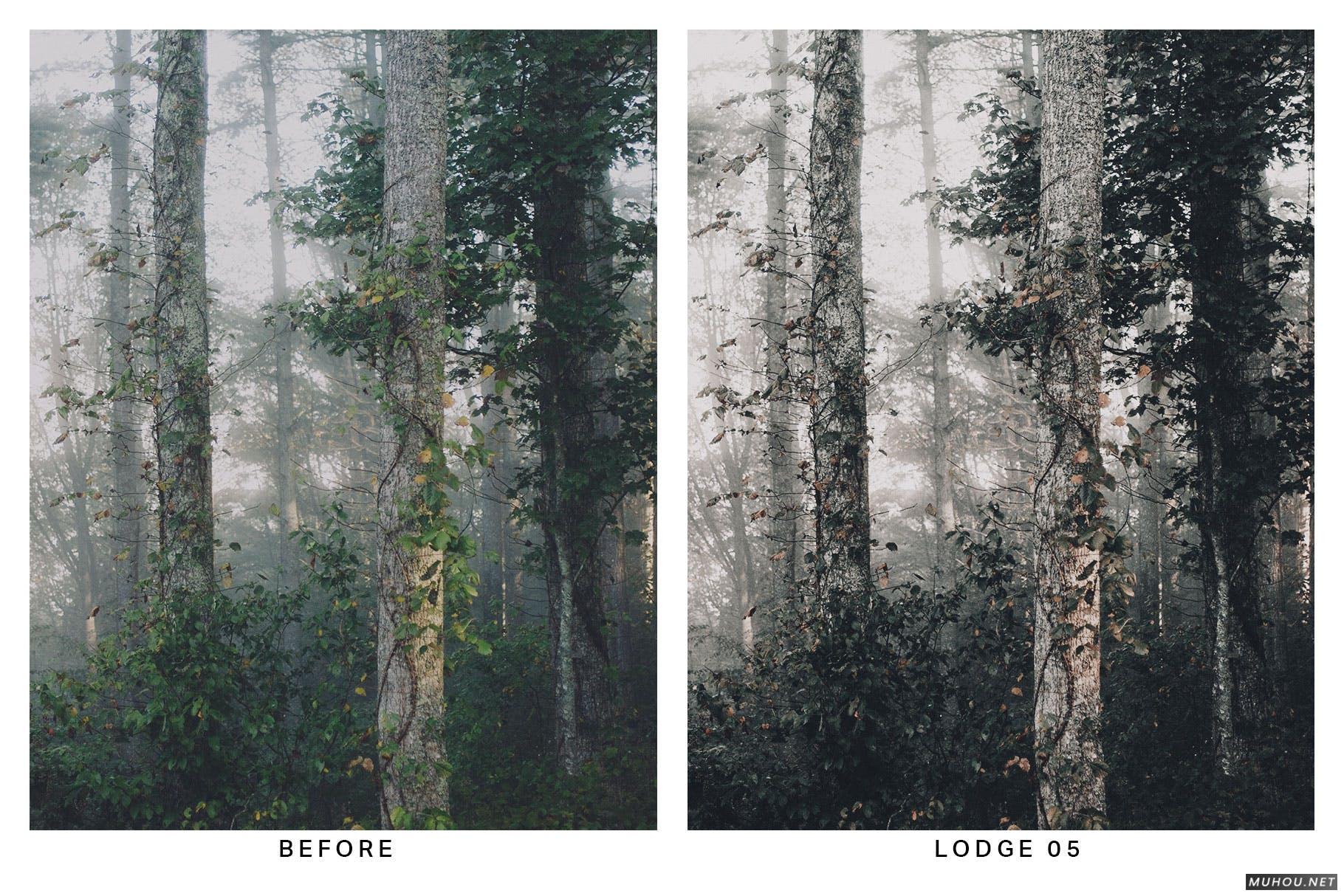 Luts调色预设-20套绿色森系自然森林照片视频调色滤镜20 Moody Forest Lightroom Presets and LUTs