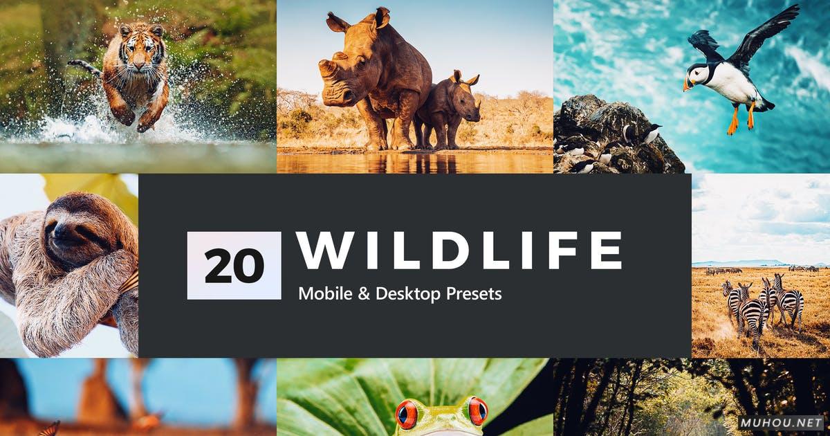 Luts调色预设-20套自然界野生动物视频照片调色效果20 Wildlife Lightroom Presets and LUTs插图