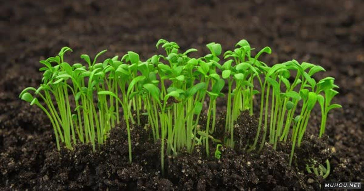 绿色豆芽生长植物发芽温室延时摄影视频素材