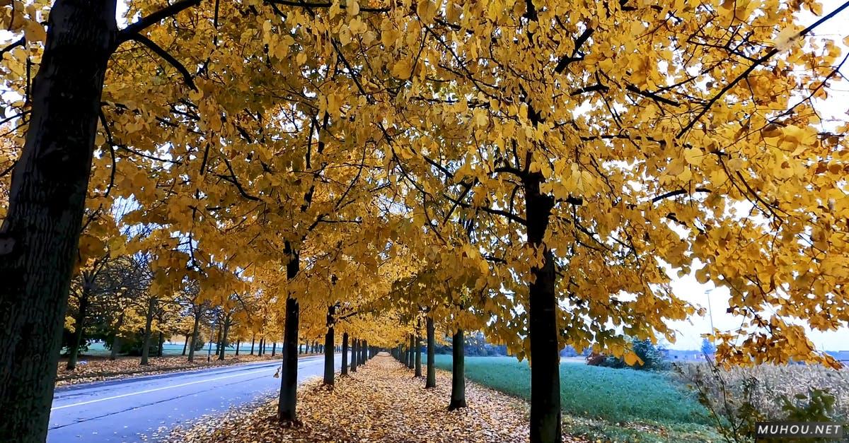 秋天的银杏落叶景色大道4k高清CC0视频素材