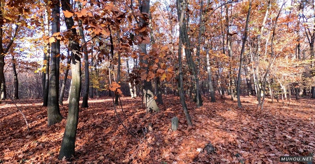 秋天的森林红色树叶4k高清CC0视频素材