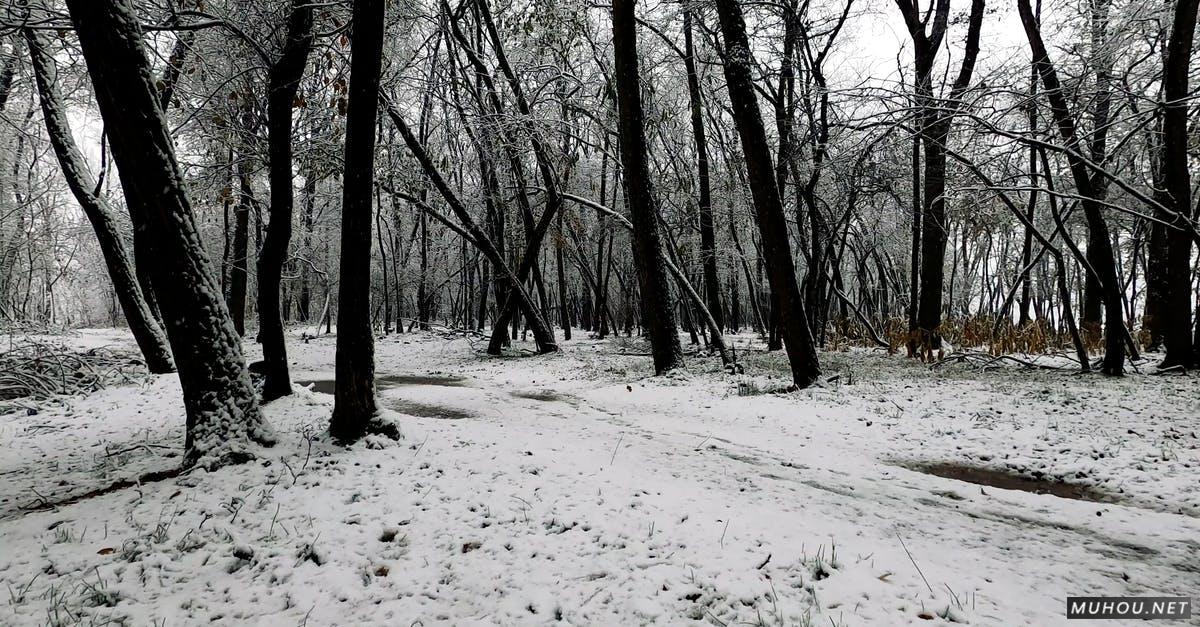 4k拍摄冰雪覆盖的森林小路高清CC0视频素材插图