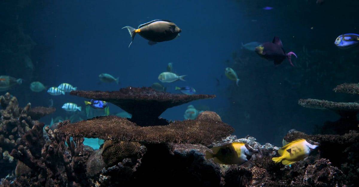 在水族馆展出的另一种海洋生物4k CC0视频素材插图