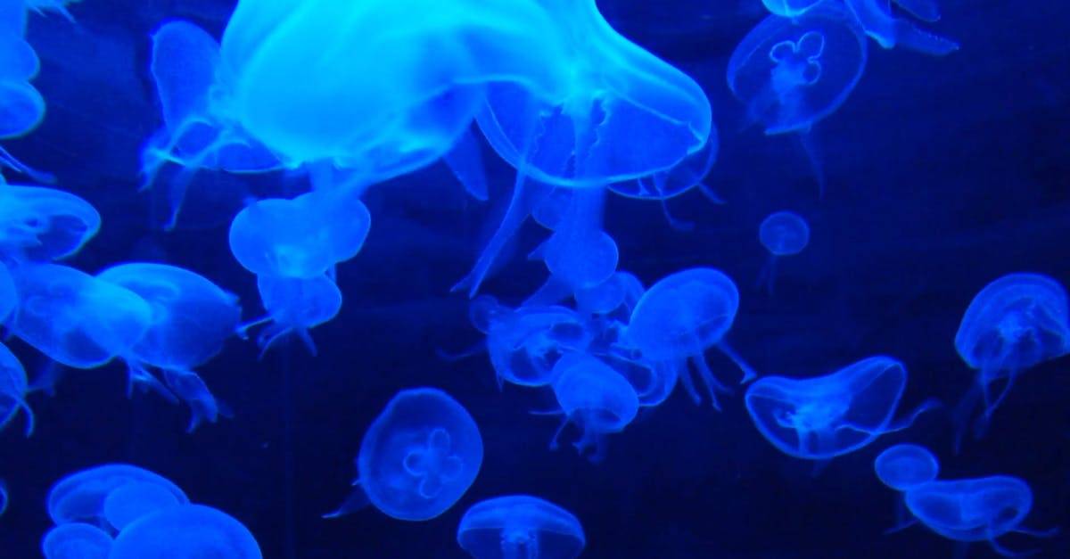 蓝水母水下动物实拍CC0视频素材插图