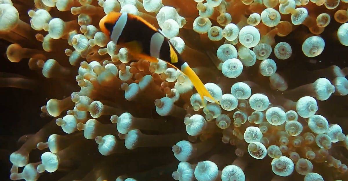 珊瑚礁小丑鱼水生动物CC0视频素材插图