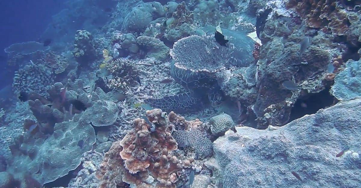深海中的绿松石海龟鱼群CC0视频素材插图