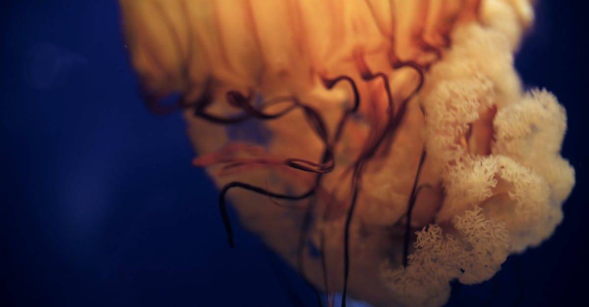 水母的特写视图4k实拍CC0视频素材插图