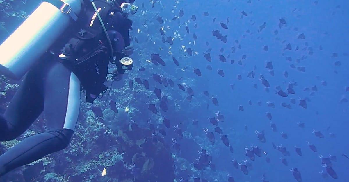深蓝海洋潜水员和鱼群CC0视频素材