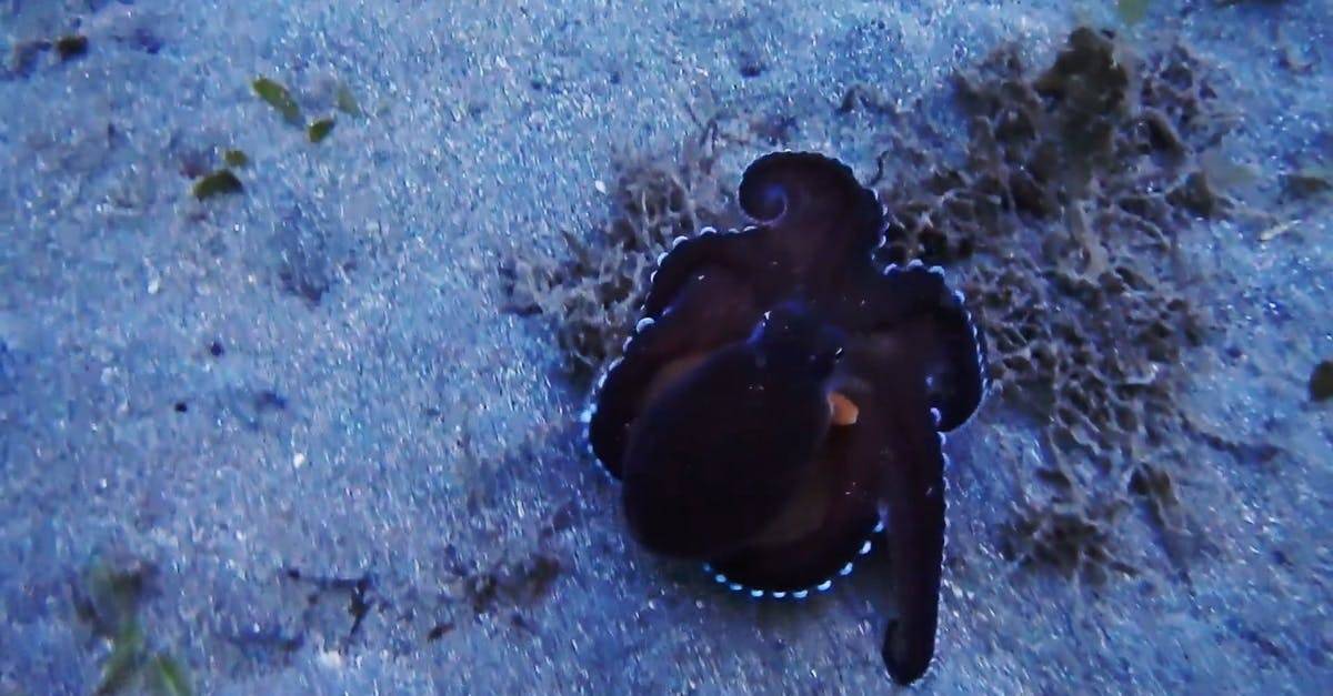 水下章鱼软体动物CC0视频素材插图