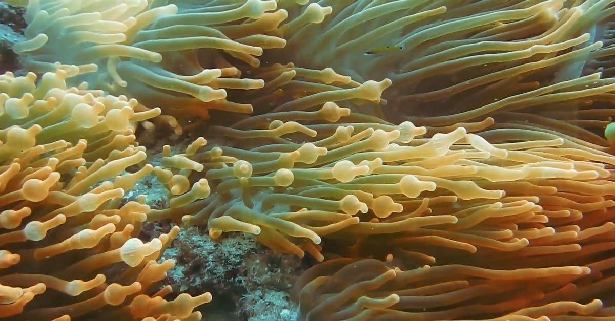 软珊瑚里面的小丑鱼CC0视频素材插图