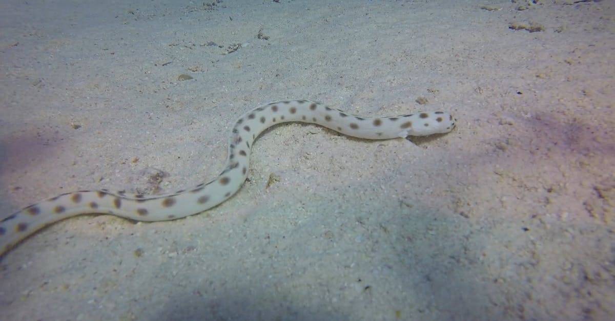 珊瑚蛇海洋水下的蛇爬行动物CC0视频素材插图
