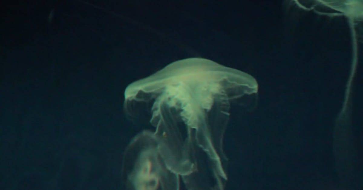 水下的水母，背景颜色不断变化 CC0视频素材插图