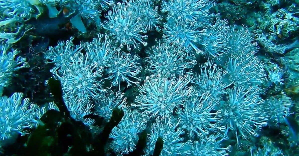 海洋生物水下美丽珊瑚从CC0视频素材插图