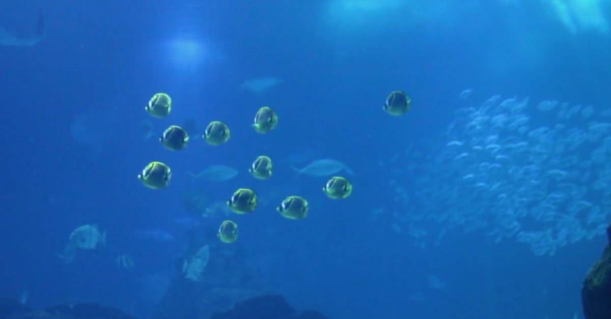 一群鱼在蓝色海洋中CC0视频素材插图
