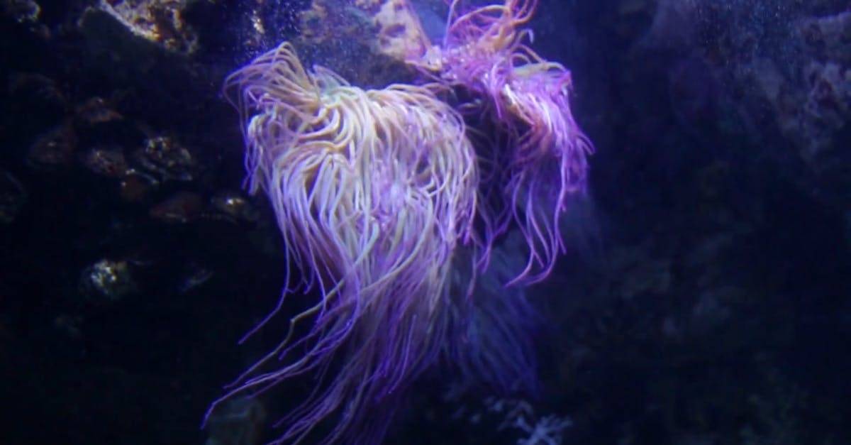 海葵紧贴在水下的岩石上海洋摄影CC0视频素材插图