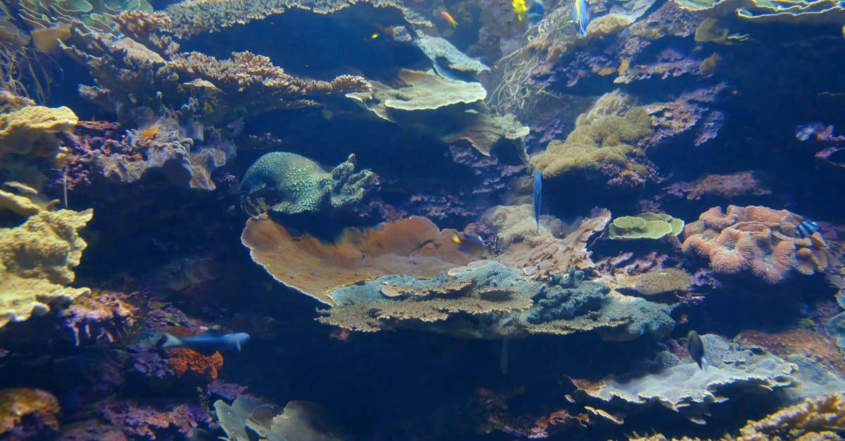 惊人的水下海洋生物珊瑚礁4kCC0视频素材插图