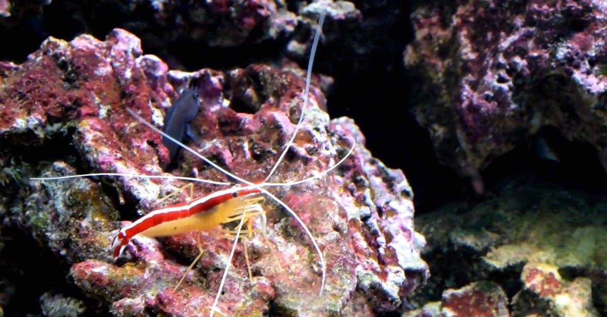 海洋水下水晶虾的镜头特写CC0视频素材插图