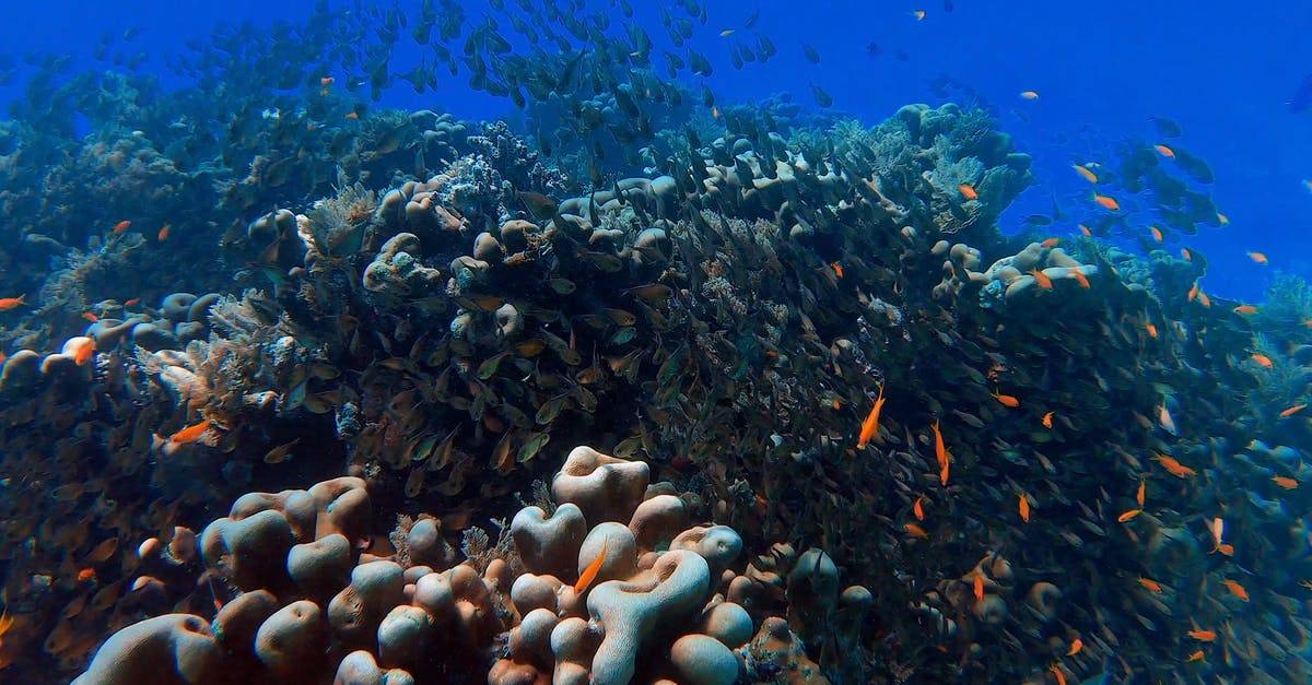 水下的一群鱼和海底世界4K高清CC0视频素材
