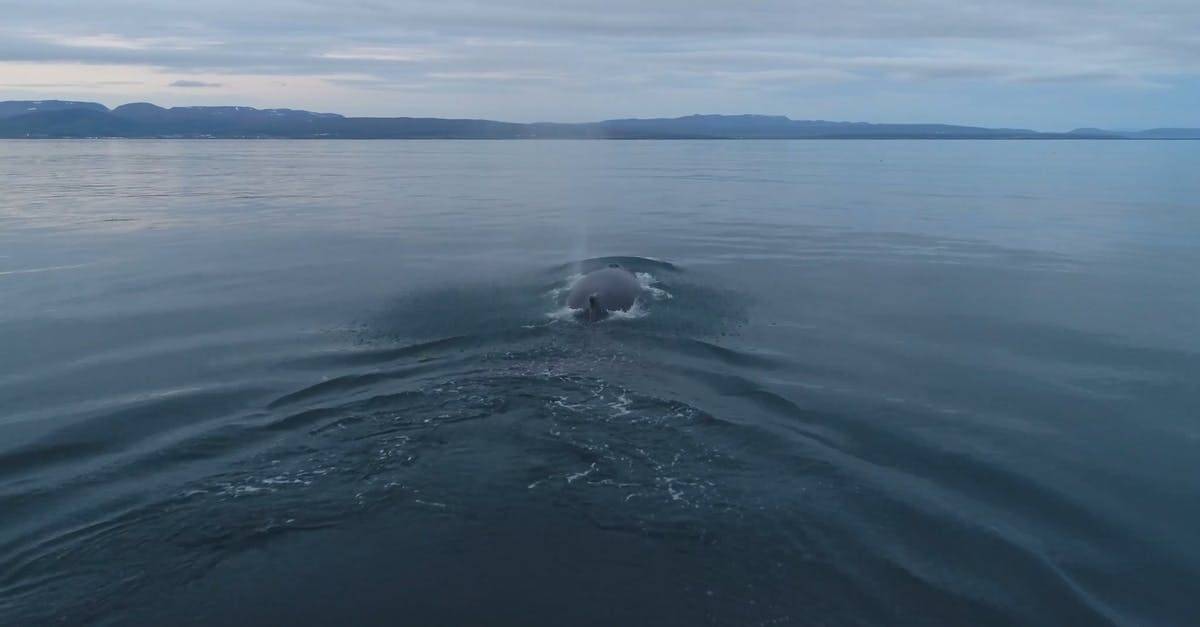 哺乳动物水面上的海豚4k高清CC0视频素材插图