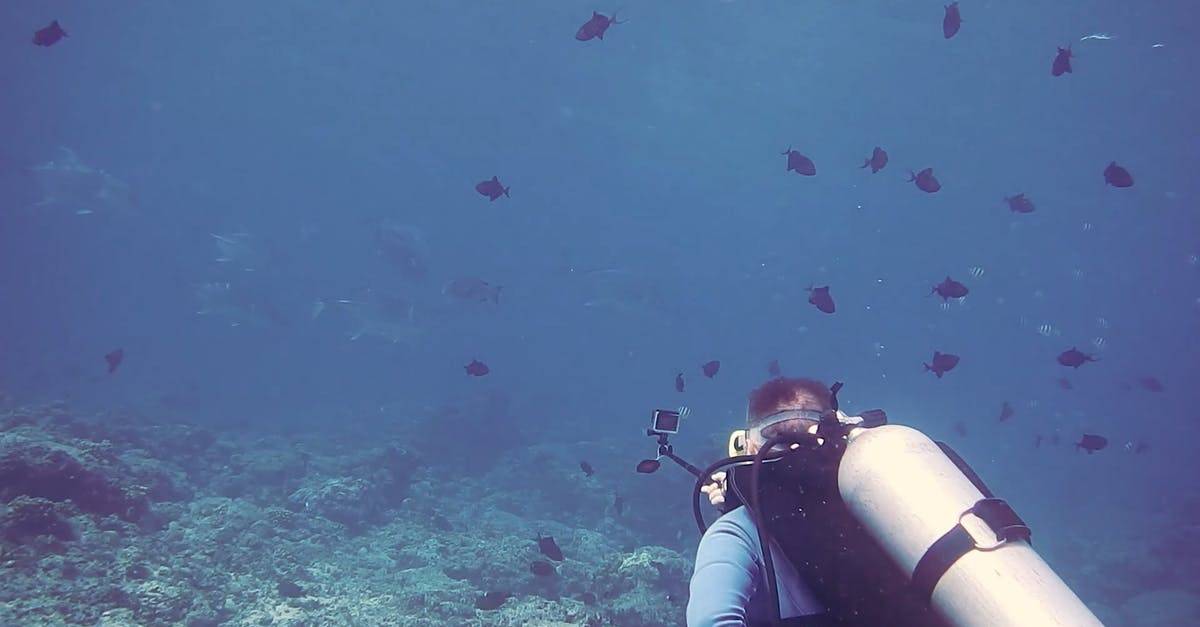 海底美景 潜水员拍摄鱼群CC0视频素材