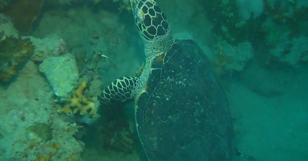 追踪海底海龟游泳CC0视频素材