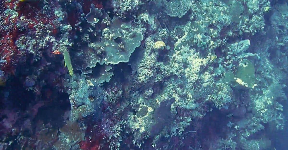 水生动物水下海燕章鱼CC0视频素材